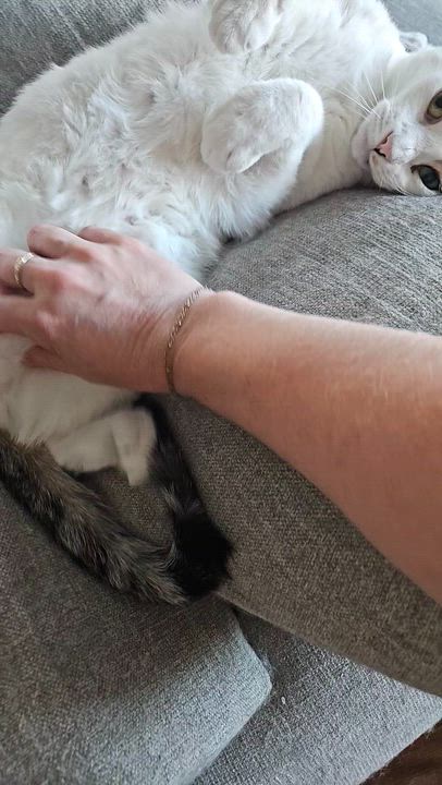 Enlarge Tom Collins, a Adoptable Tabby in Peoria, AZ video 5/5