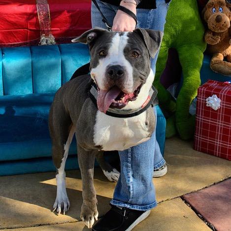 Gypsy, Adoptable, Senior Female Pit Bull Terrier.