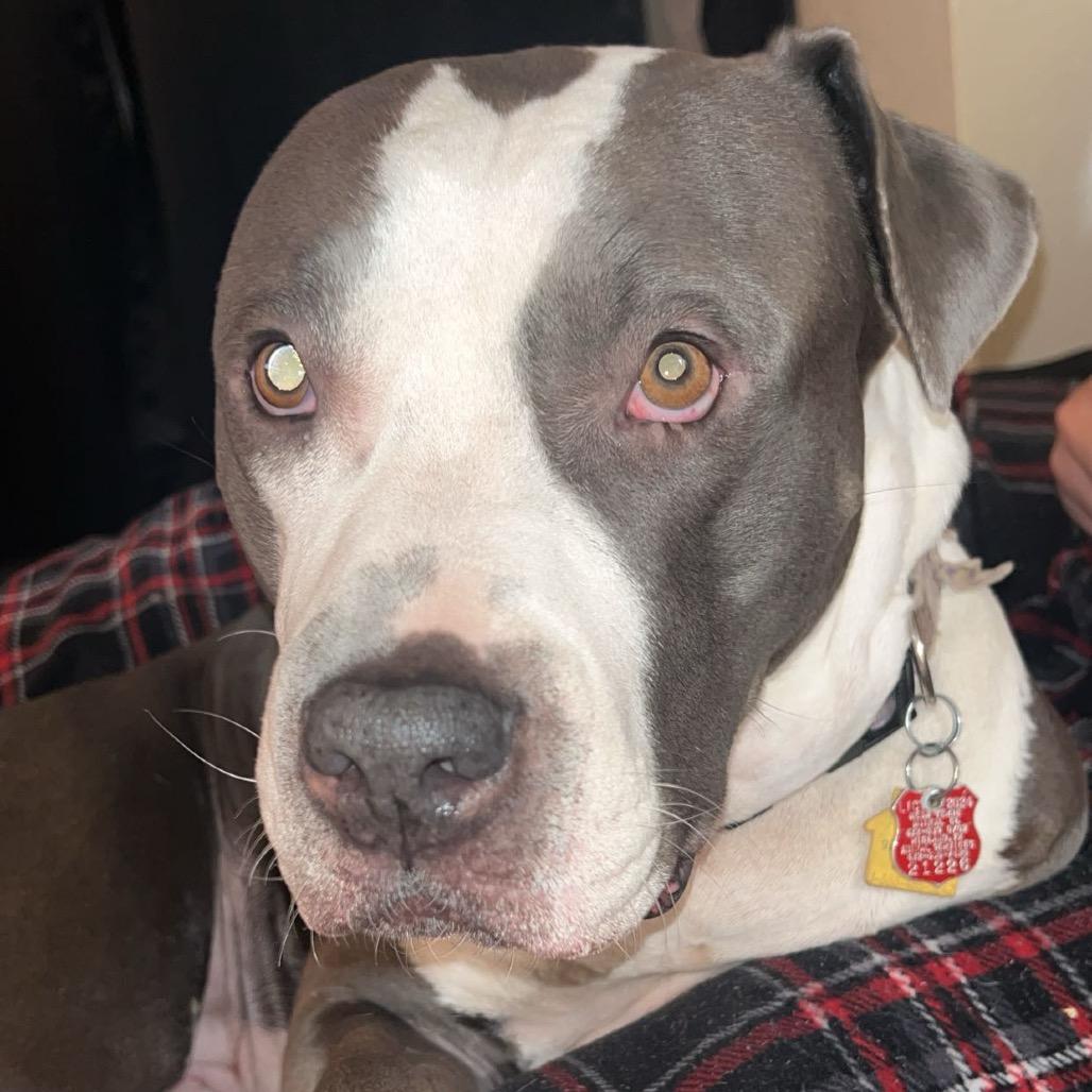 Enlarge Gypsy, a Adoptable Pit Bull Terrier in Midland, TX image 2/6