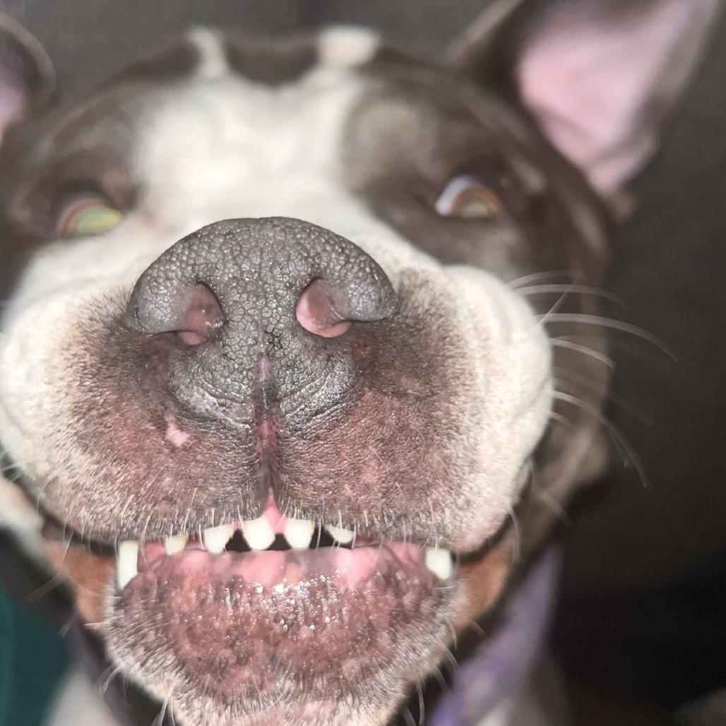 Enlarge Gypsy, a Adoptable Pit Bull Terrier in Midland, TX image 3/6