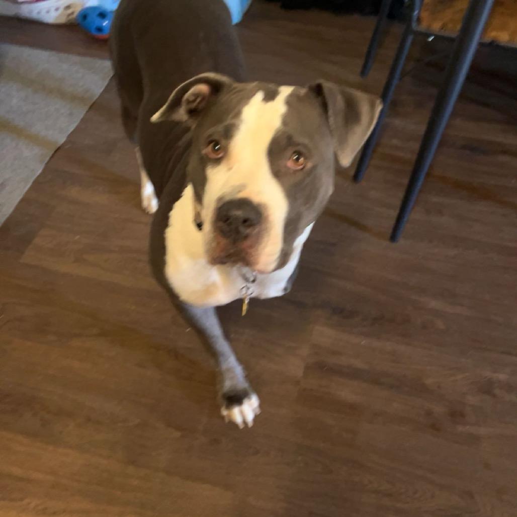 Enlarge Gypsy, a Adoptable Pit Bull Terrier in Midland, TX image 4/6