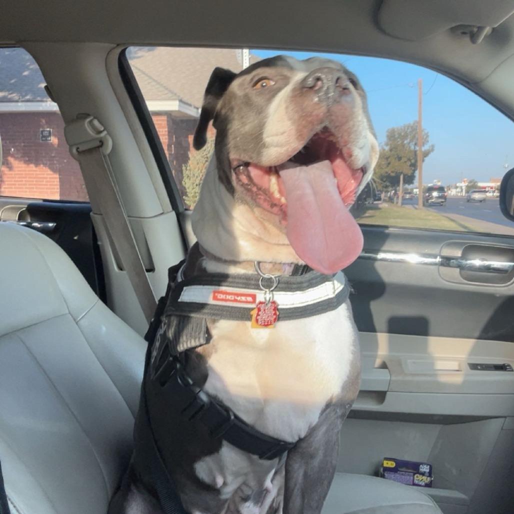 Enlarge Gypsy, a Adoptable Pit Bull Terrier in Midland, TX image 5/6