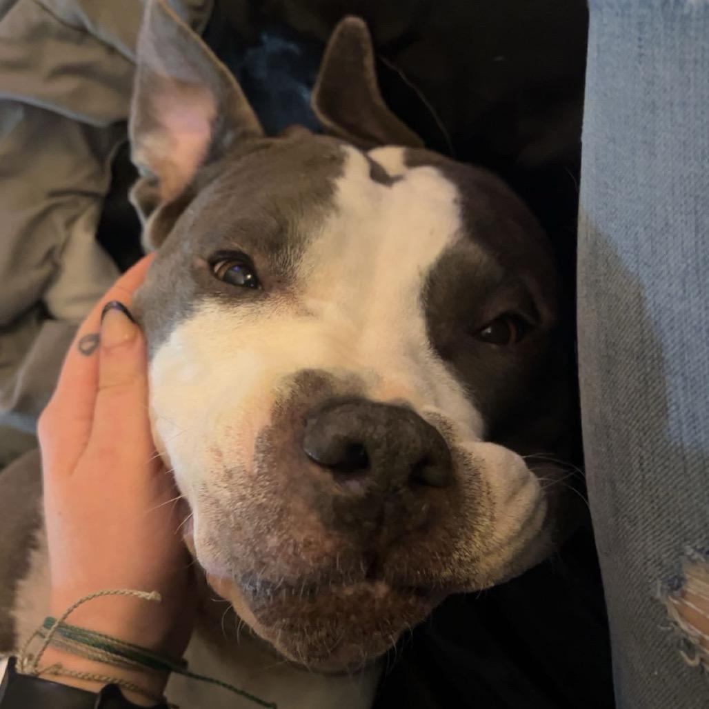 Enlarge Gypsy, a Adoptable Pit Bull Terrier in Midland, TX image 6/6