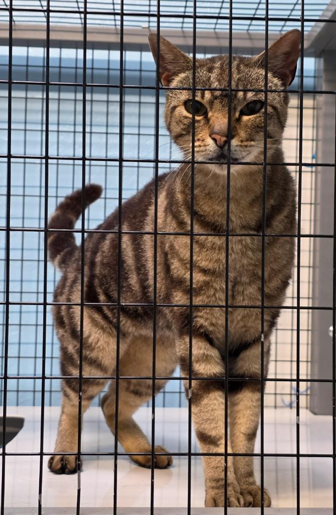 Miss Meowzers, Adopted, Young Female Domestic Short Hair.