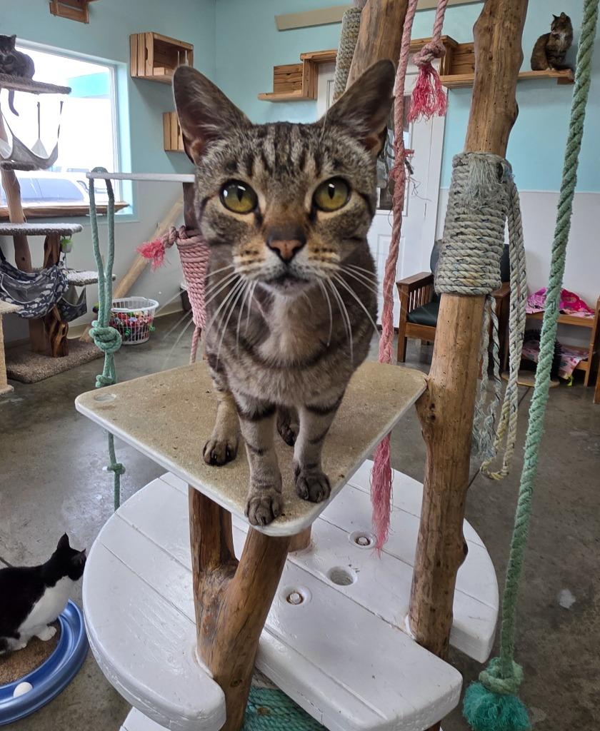 Enlarge Miss Meowzers, a Adopted mixed breed in Gold Beach, OR image 2/3