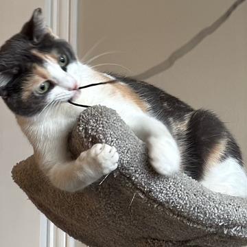 Tinkerbell, Adoptable, Adult Female Domestic Short Hair.