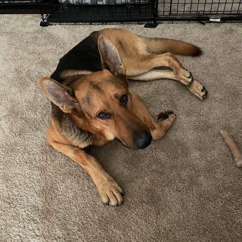 Enlarge Ace , an adoptable German Shepherd Dog in Orland Park, IL image 2/4