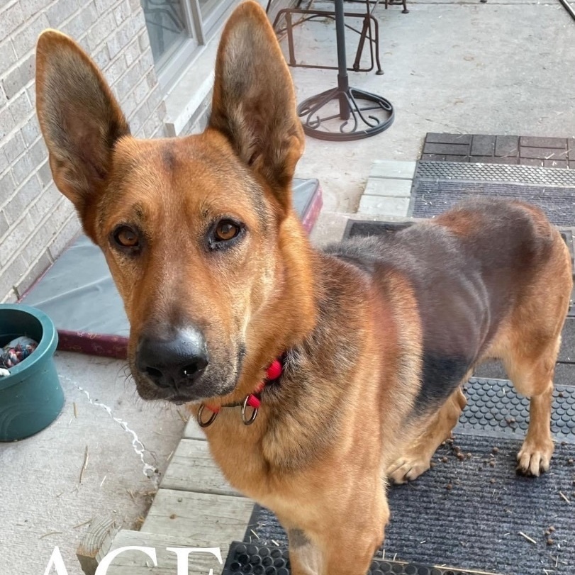 Ace , adoptable, Adult Male German Shepherd Dog.