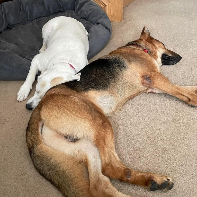 Enlarge Ace , an adoptable German Shepherd Dog in Orland Park, IL image 3/4