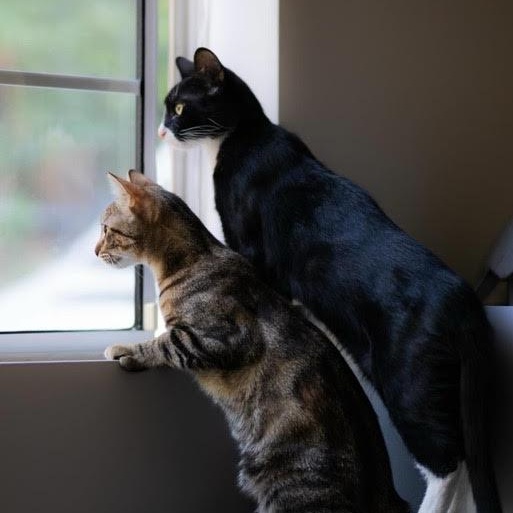 Boots (and Meow) (BS & RR)