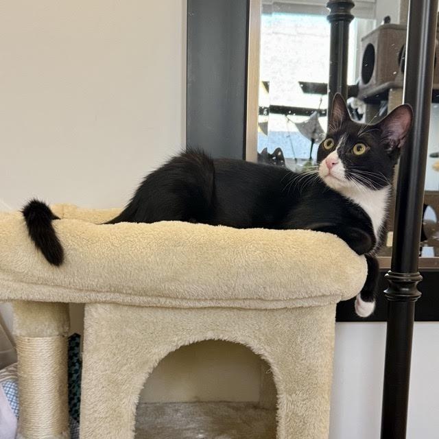 Boots (and Meow) (BS & RR)