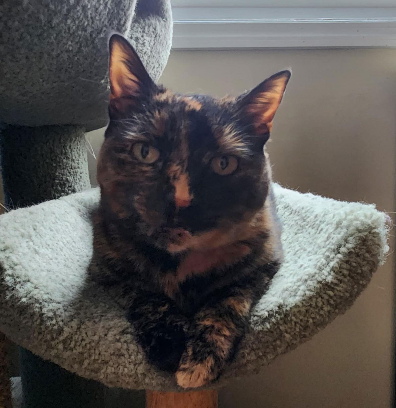 Tori, a Adoptable Domestic Short Hair in hinckley, IL image 1/3