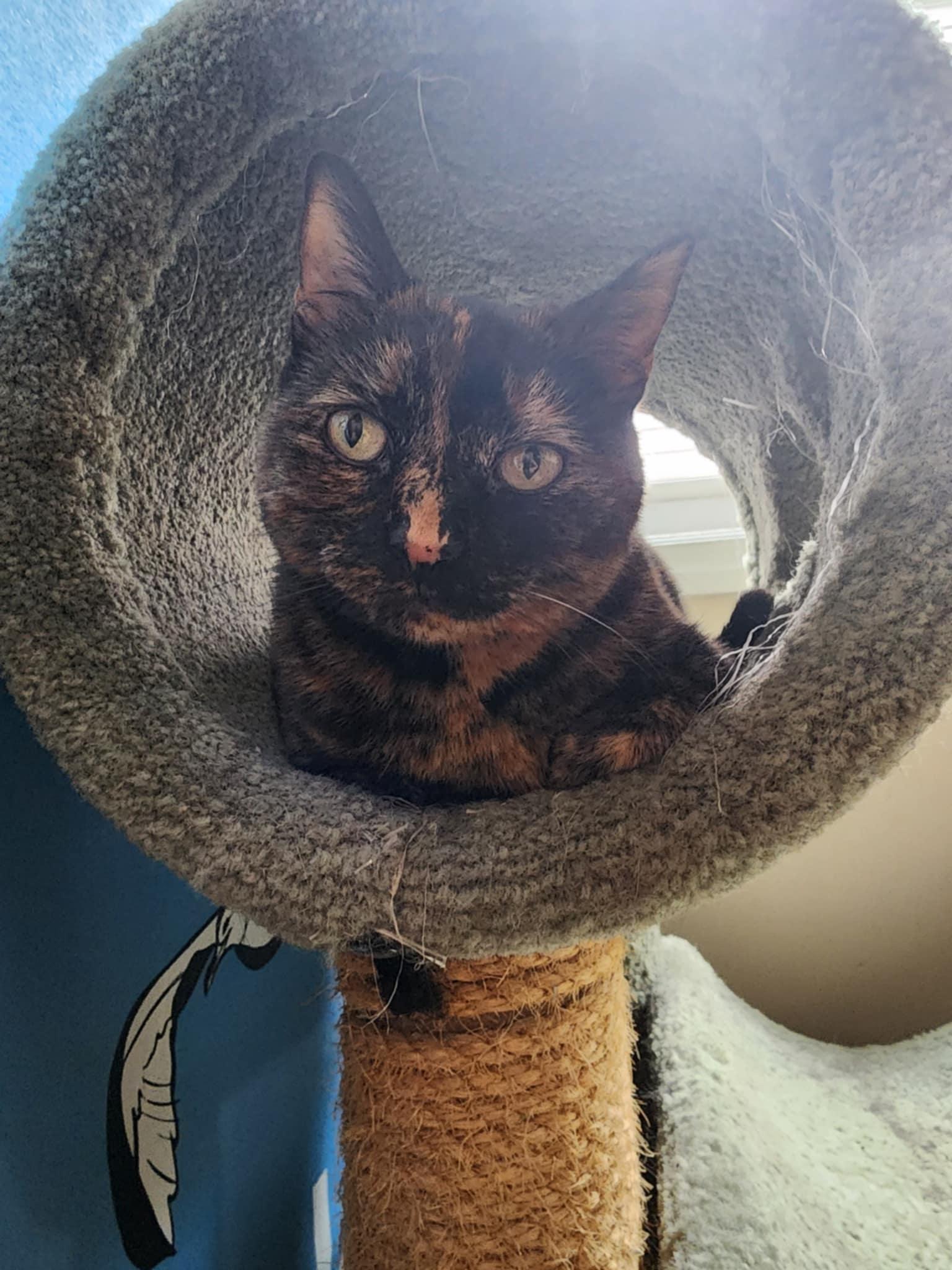 Tori, a Adoptable Domestic Short Hair in hinckley, IL image 2/3