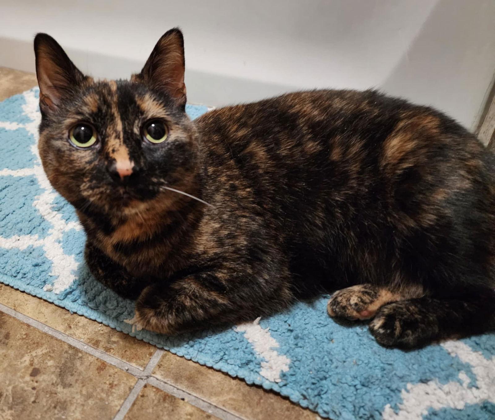 Tori, a Adoptable Domestic Short Hair in hinckley, IL image 3/3