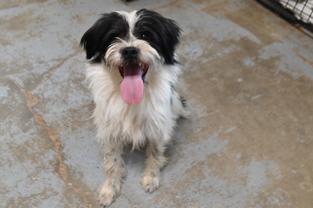 Enlarge Auggie, a Adopted mixed breed in Mineola, TX image 1/1