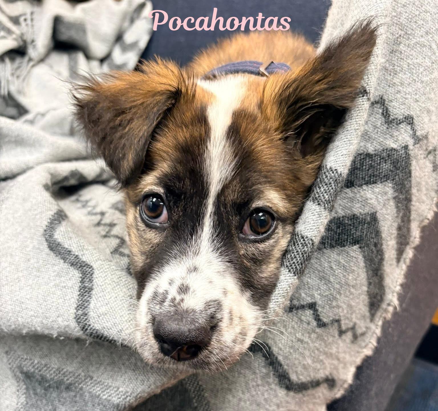 Enlarge Pocahontas, a ADOPTABLE mixed breed in Elburn, IL image 3/3