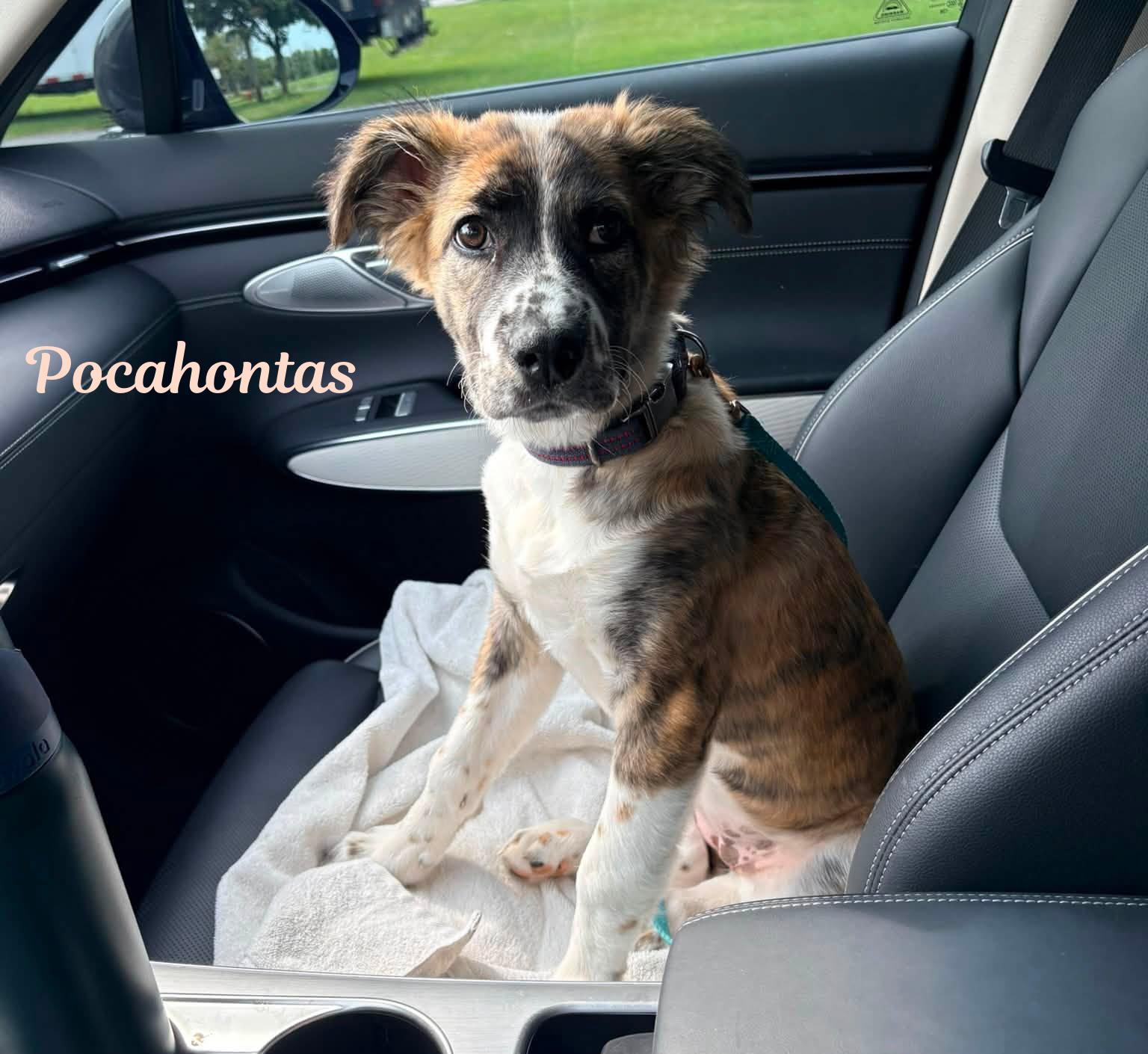 Pocahontas, ADOPTABLE, Puppy Female Australian Shepherd & Hound.