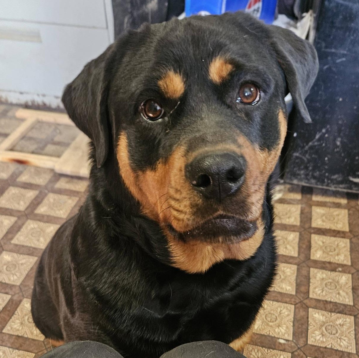 Enlarge Luna, a ADOPTABLE Rottweiler in Polk, OH image 1/3