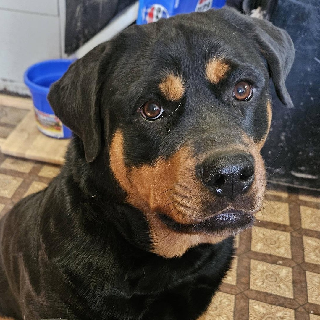 Enlarge Luna, a ADOPTABLE Rottweiler in Polk, OH image 2/3