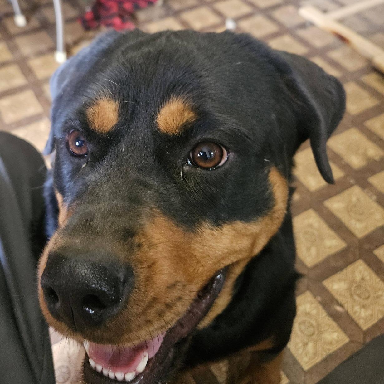 Enlarge Luna, a ADOPTABLE Rottweiler in Polk, OH image 3/3