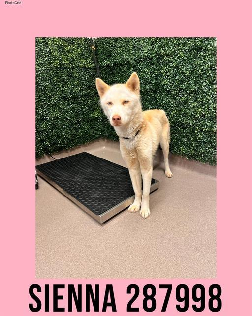 Enlarge SIENNA, a Adoptable Siberian Husky in Macon, GA image 1/1