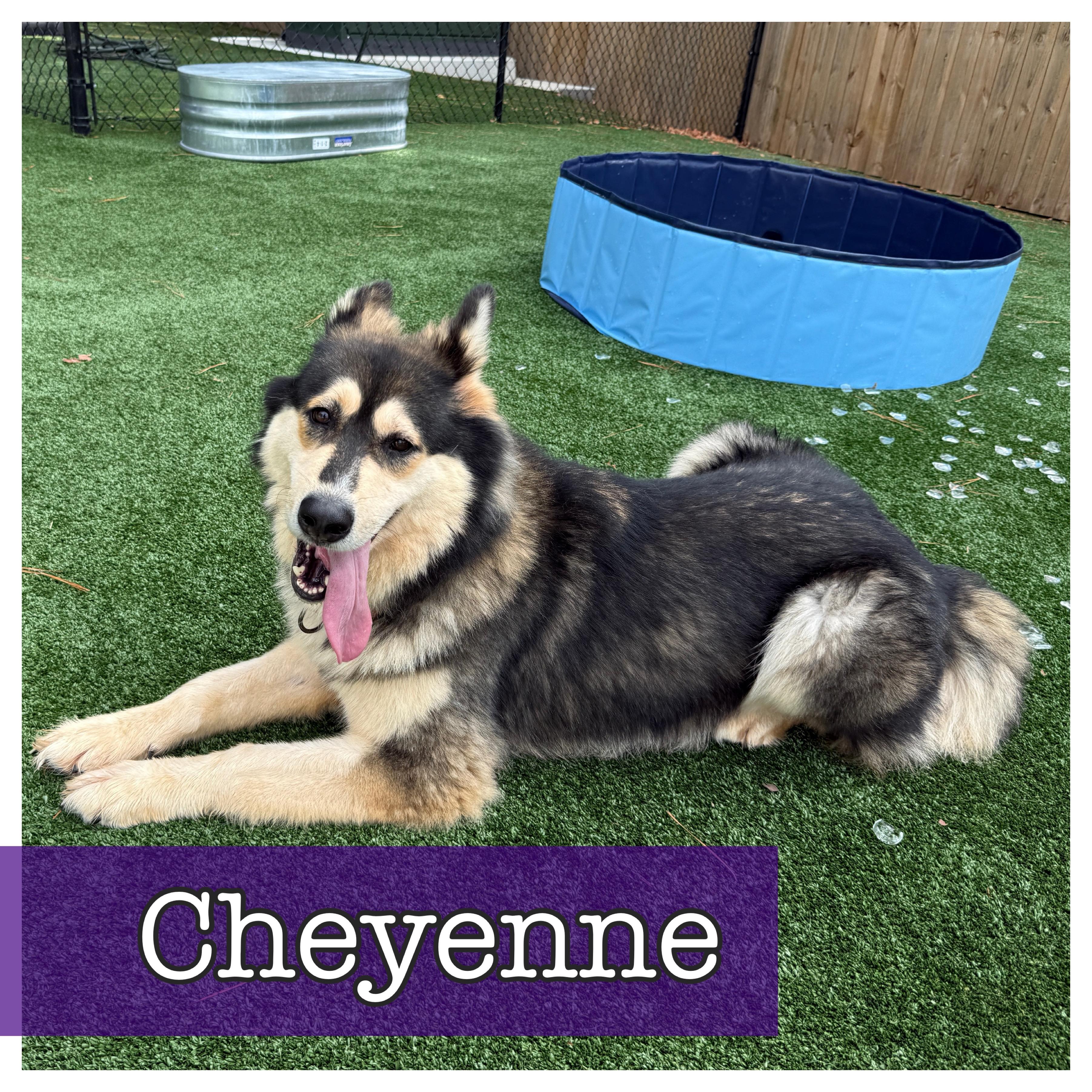 Cheyenne CP, Adoptable, Young Female Husky & Alaskan Malamute.