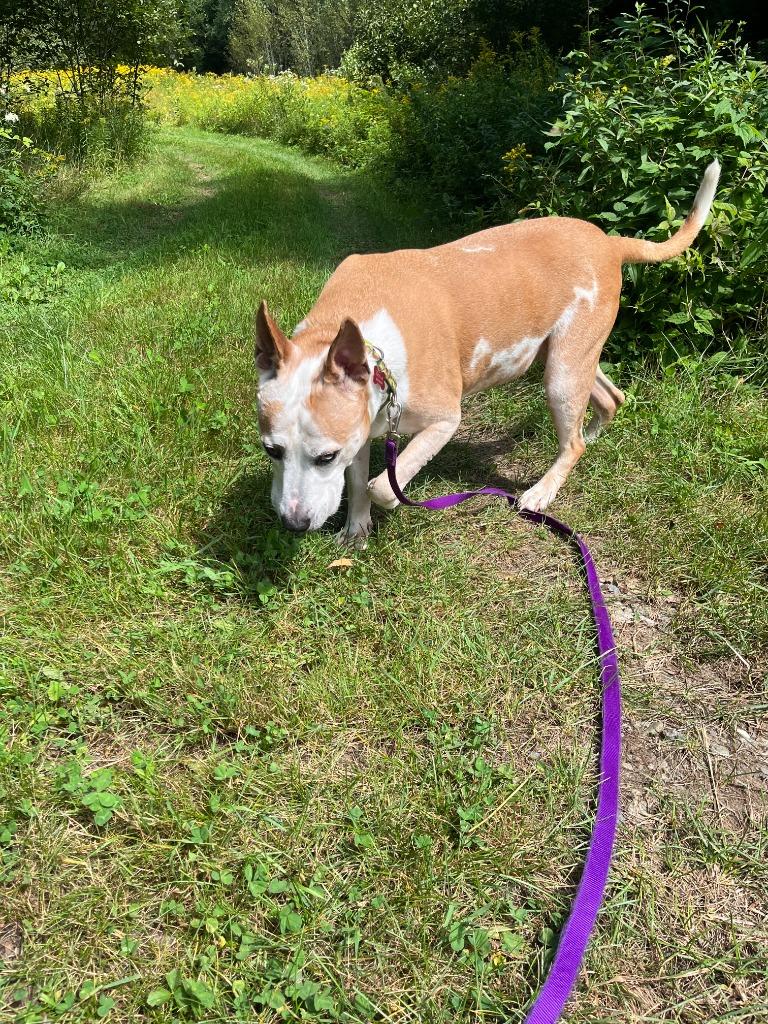 Oscar, Adoptable, Senior Male Pit Bull Terrier & Labrador Retriever.