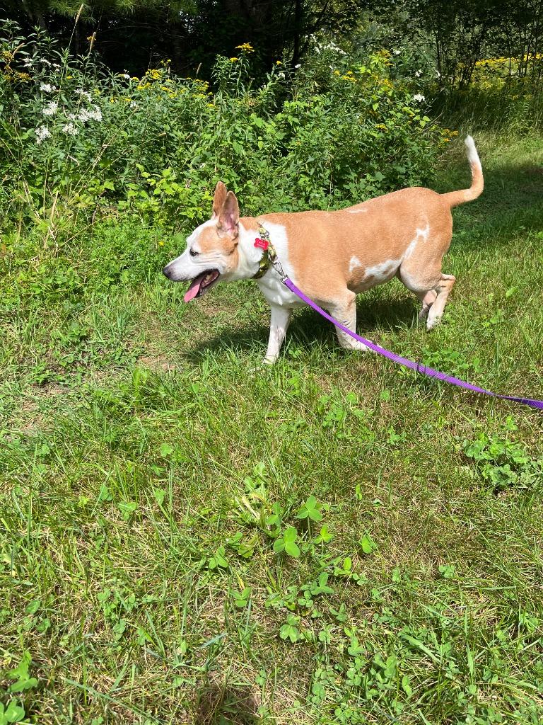Enlarge Oscar, a Adoptable mixed breed in Lunenburg, VT image 2/3