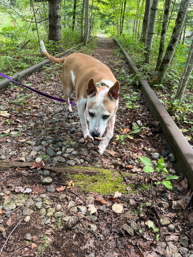 Enlarge Oscar, a Adoptable mixed breed in Lunenburg, VT image 3/3