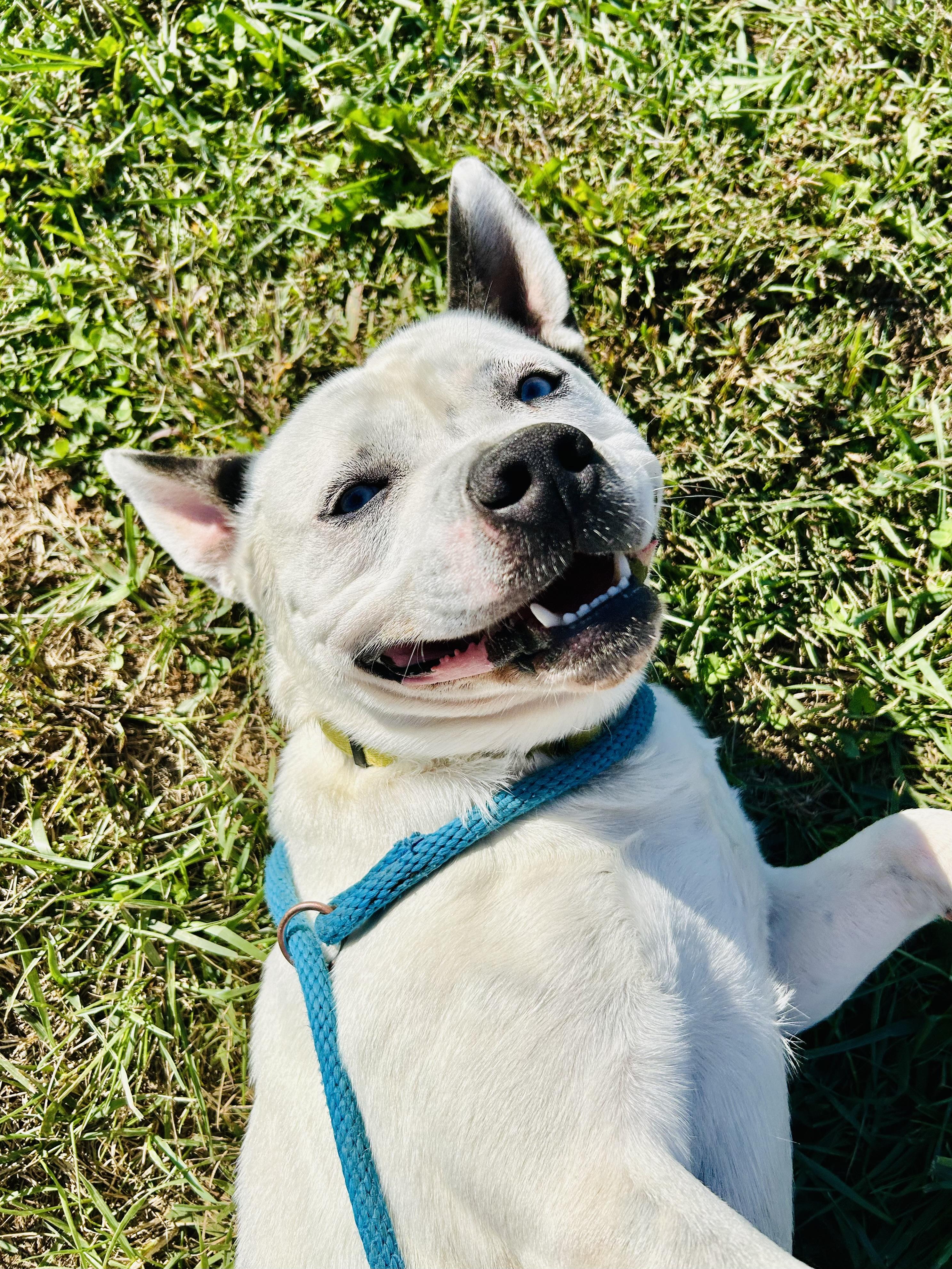 Frank, a Adoptable Mixed Breed in Franklin, KY image 3/6