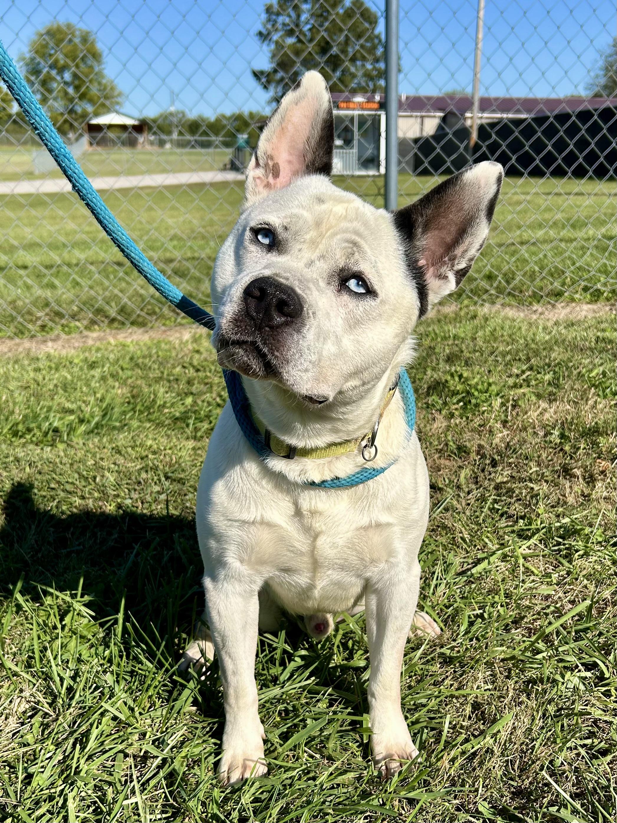 Frank, a Adoptable Mixed Breed in Franklin, KY image 4/6