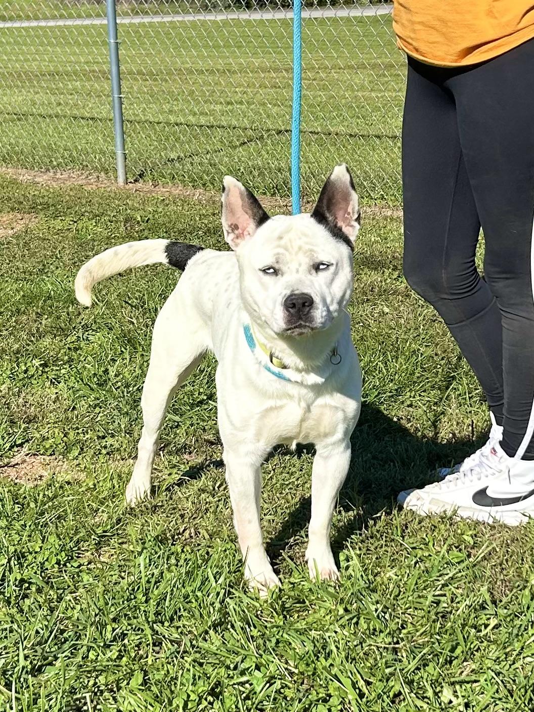 Frank, a Adoptable Mixed Breed in Franklin, KY image 5/6