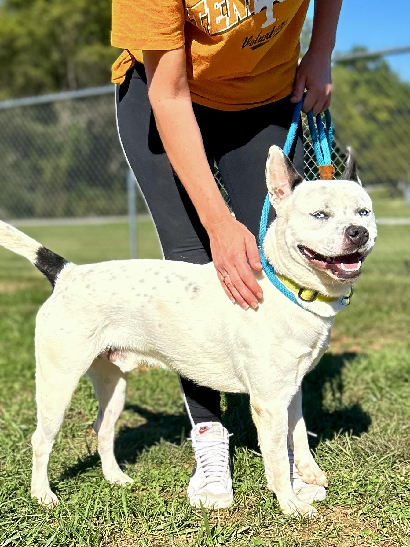 Frank, a Adoptable Mixed Breed in Franklin, KY image 6/6