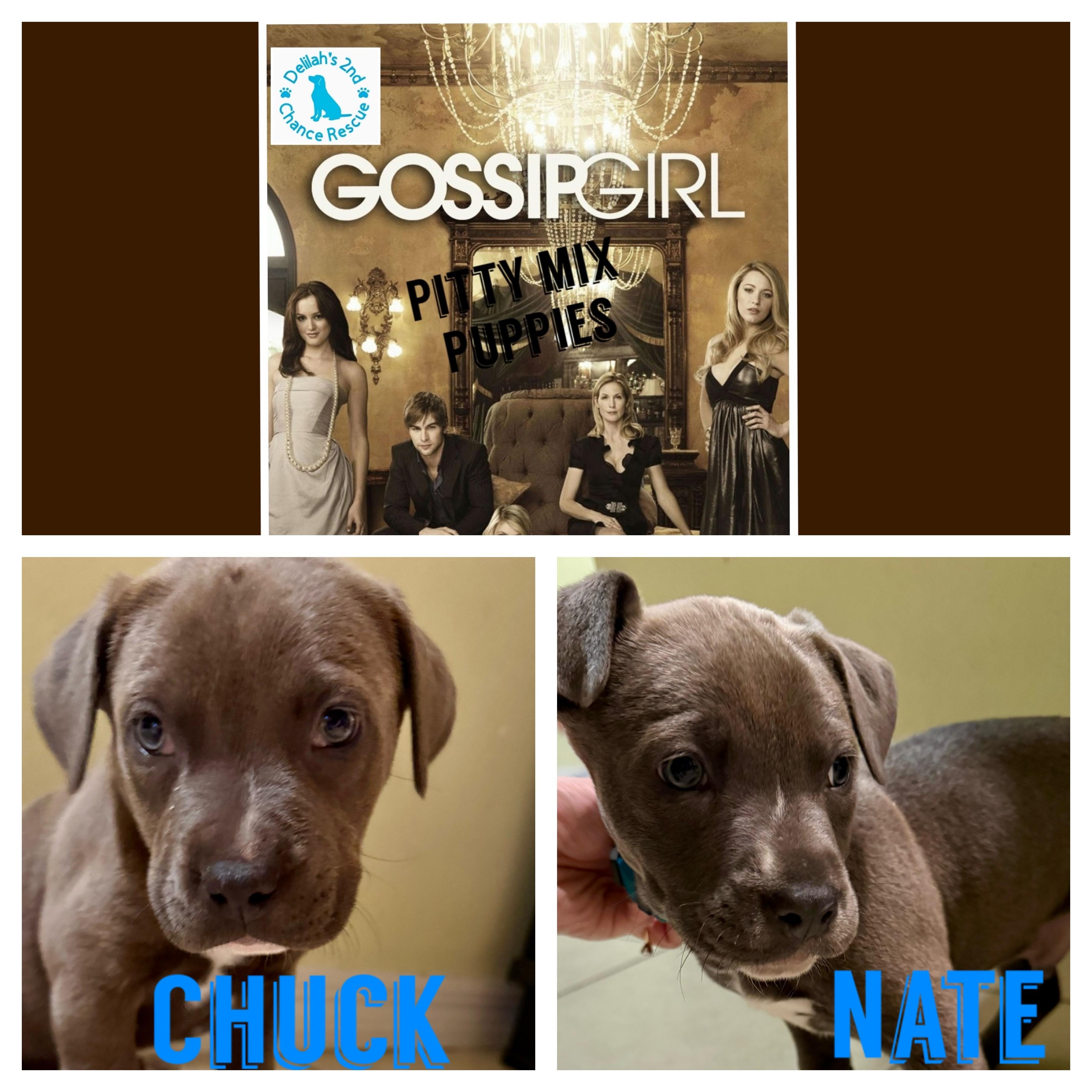 Gossip Girl Pups- Chuck & Nate, ADOPTABLE, Puppy Male Pit Bull Terrier.