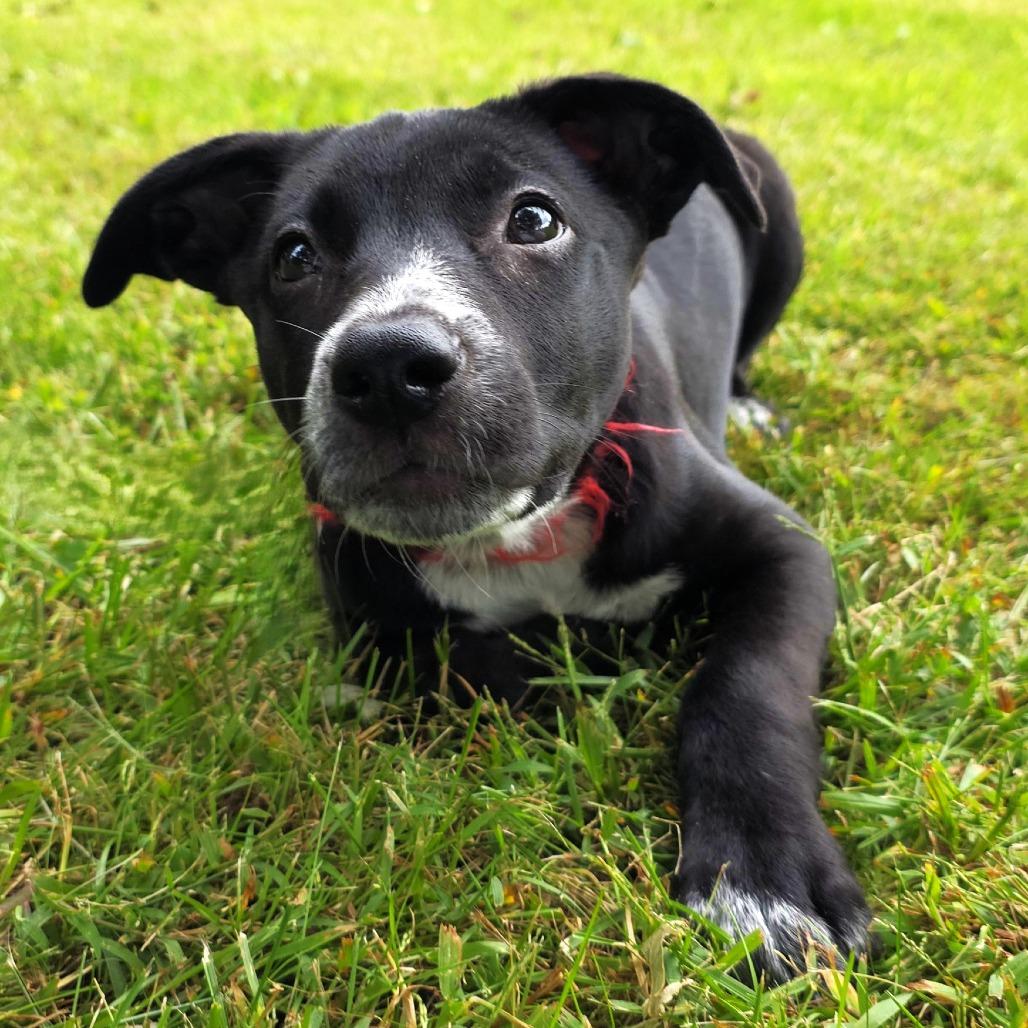 Enlarge Valerie, a Adoptable mixed breed in Michigan City, IN image 1/6