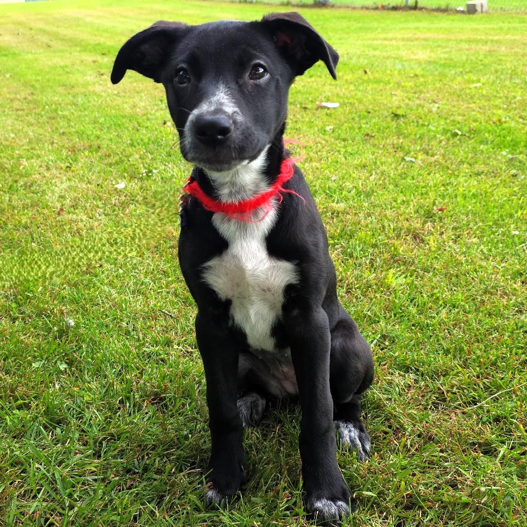 Enlarge Valerie, a Adoptable mixed breed in Michigan City, IN image 2/6