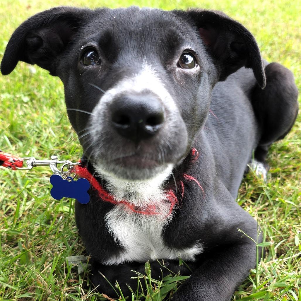 Enlarge Valerie, a Adoptable mixed breed in Michigan City, IN image 3/6