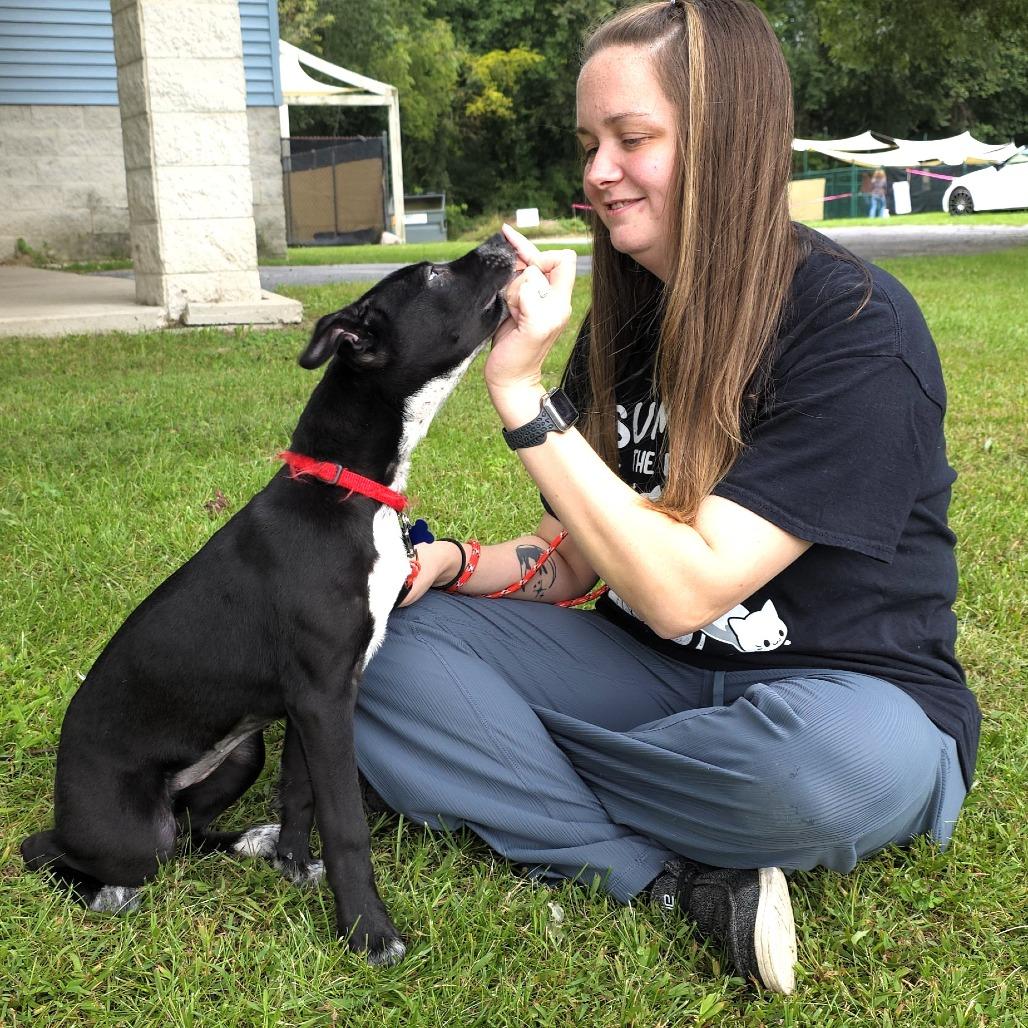 Enlarge Valerie, a Adoptable mixed breed in Michigan City, IN image 4/6