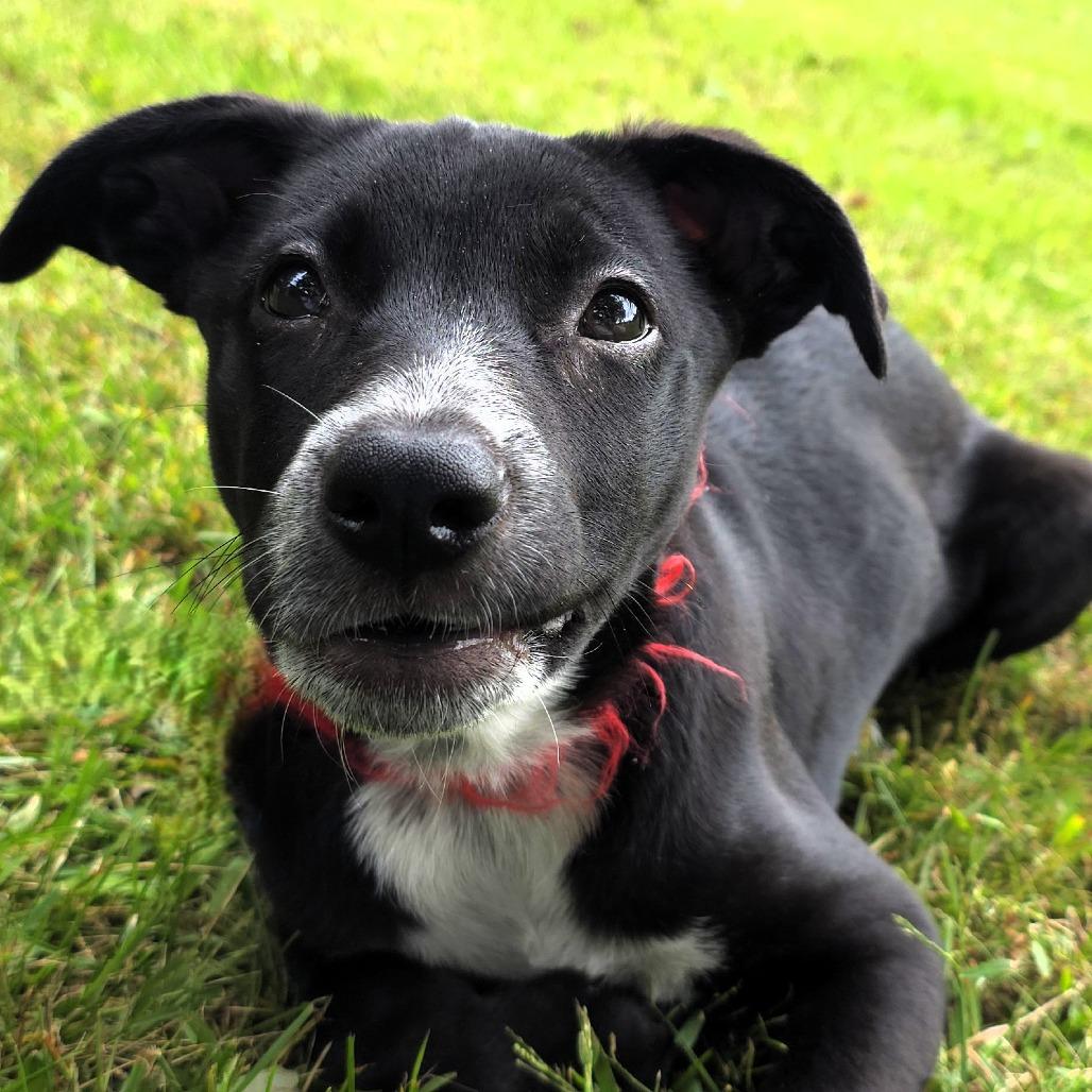 Enlarge Valerie, a Adoptable mixed breed in Michigan City, IN image 5/6