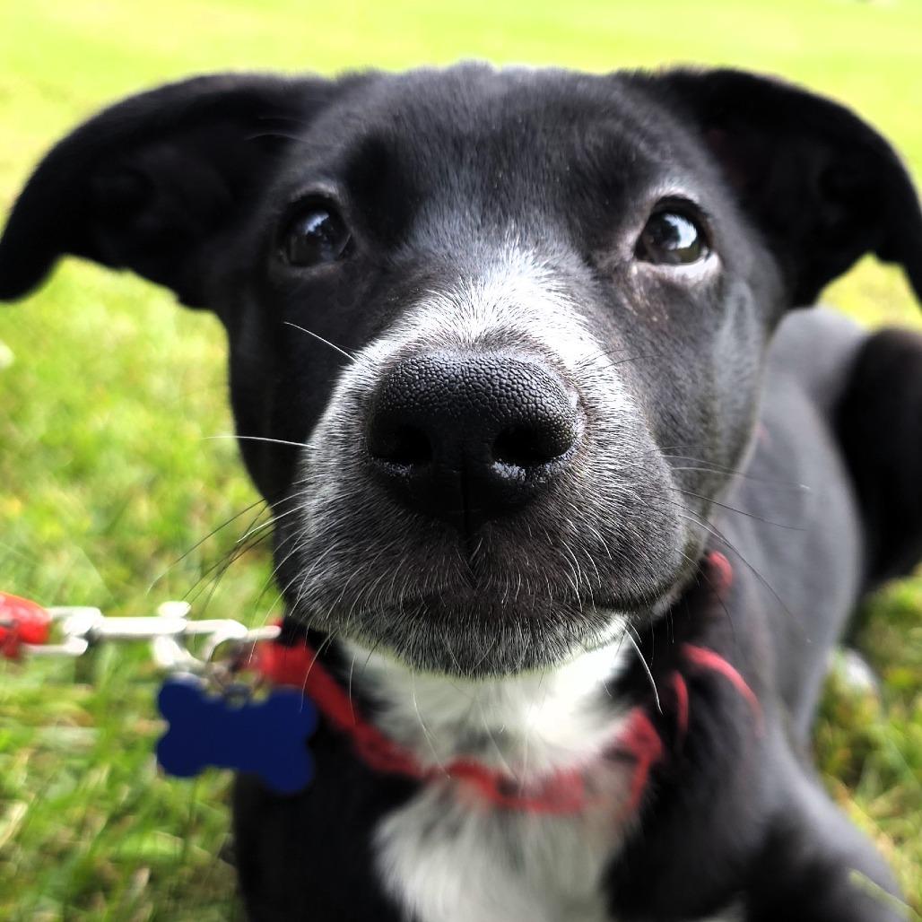 Enlarge Valerie, a Adoptable mixed breed in Michigan City, IN image 6/6