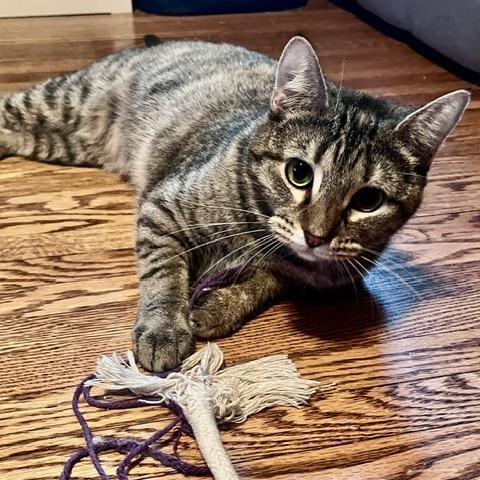 Raindrop, Adoptable, Young Female Domestic Short Hair.