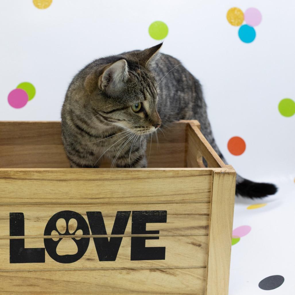 Raindrop, a Adoptable Domestic Short Hair in St. Louis, MO image 2/6