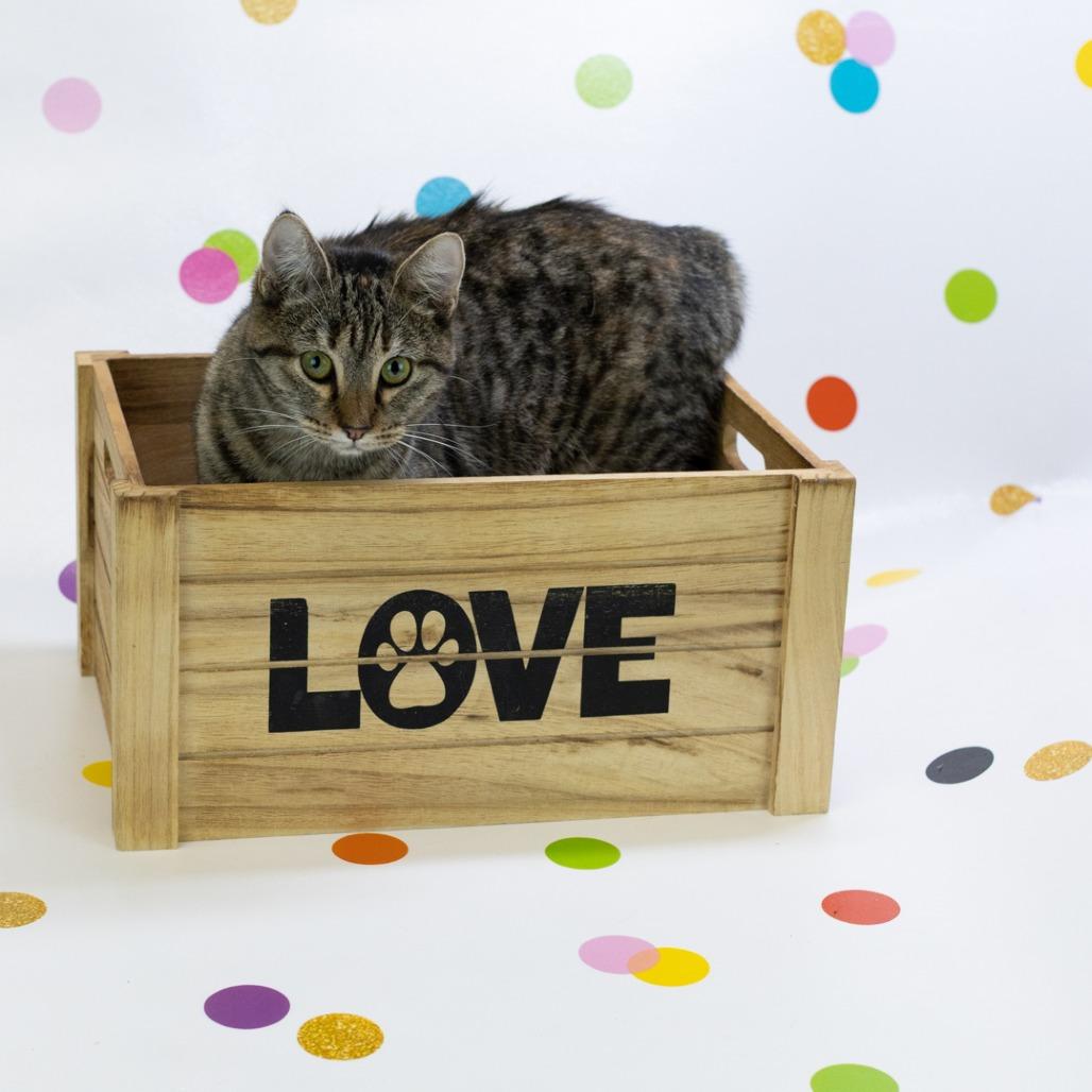 Raindrop, a Adoptable Domestic Short Hair in St. Louis, MO image 3/6