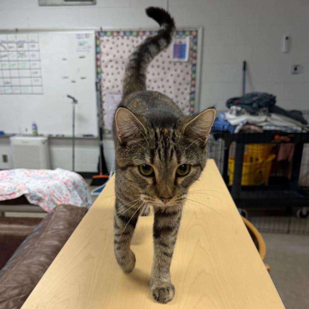 Raindrop, a Adoptable Domestic Short Hair in St. Louis, MO image 5/6