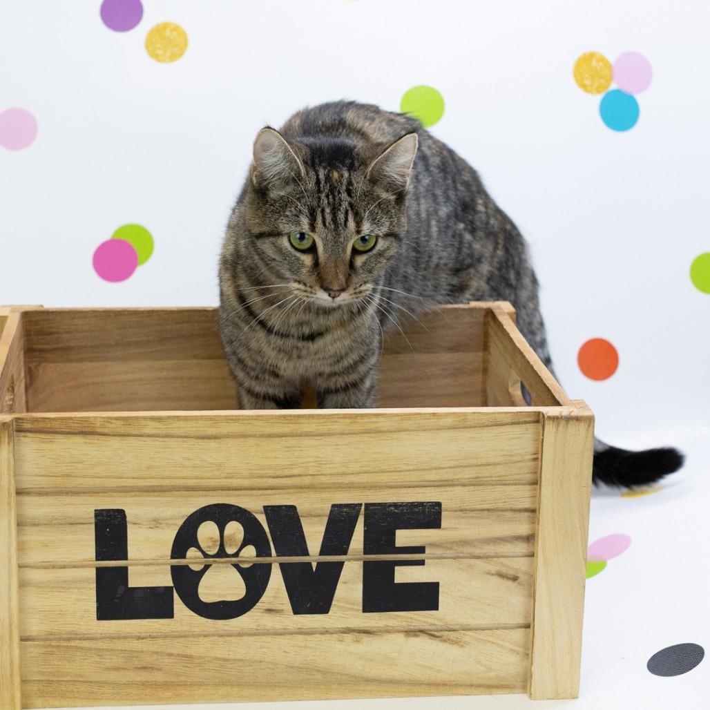 Raindrop, a Adoptable Domestic Short Hair in St. Louis, MO image 6/6