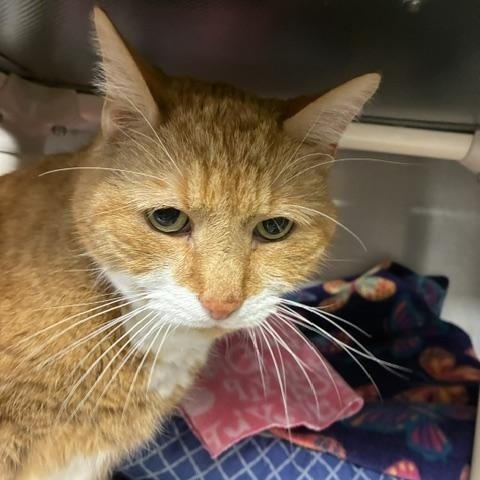 Tork, ADOPTABLE, Senior Male Domestic Long Hair.