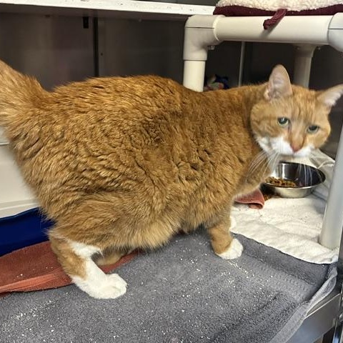 Tork, a ADOPTABLE Domestic Long Hair in Stanhope, NJ image 2/3