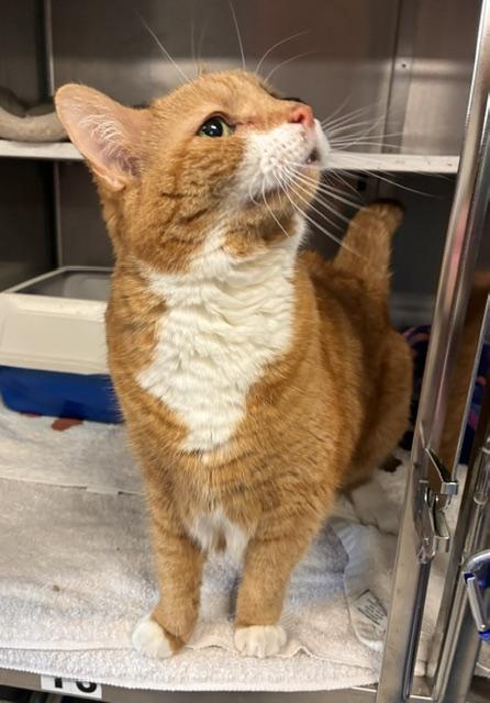 Tork, a ADOPTABLE Domestic Long Hair in Stanhope, NJ image 2/4
