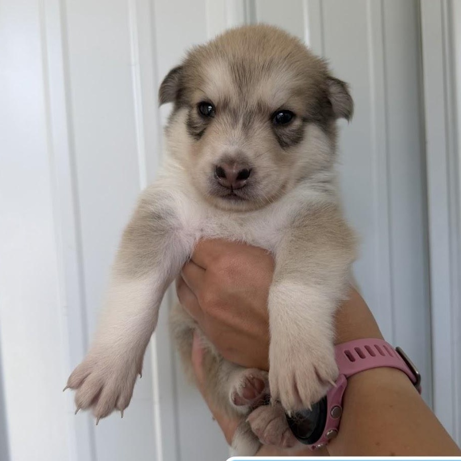 Bumble, ADOPTABLE, Puppy Male Mixed Breed.