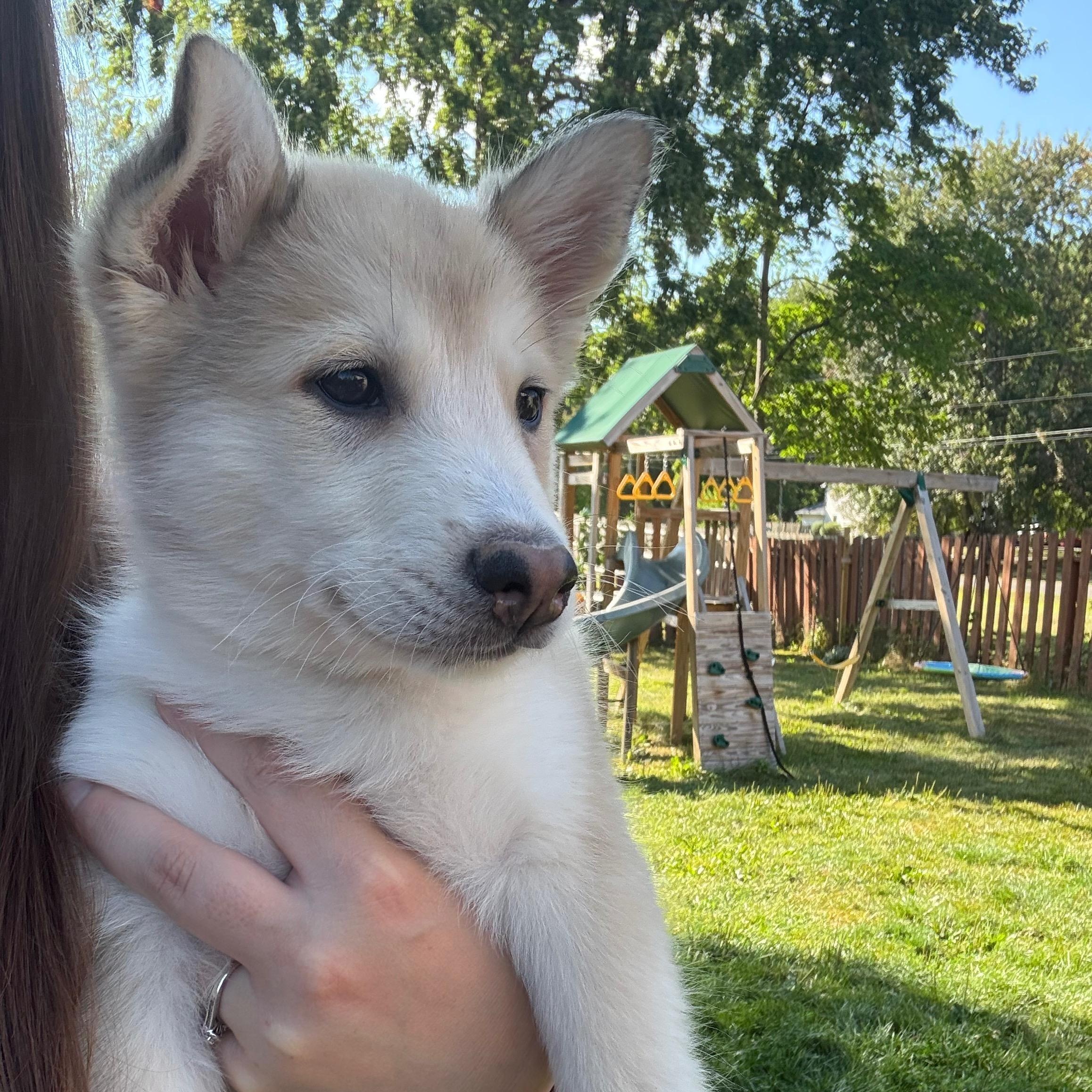Bumble, ADOPTABLE, Puppy Male Mixed Breed.